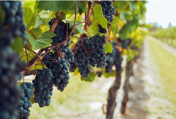 The story of Dingač