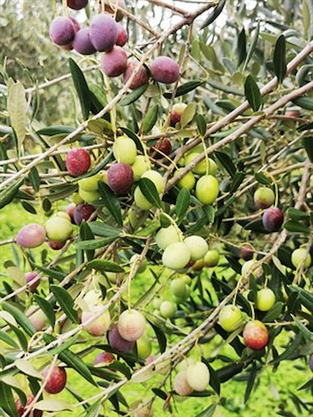 From the Grove to the Table: Our Extra Virgin Olive Oil