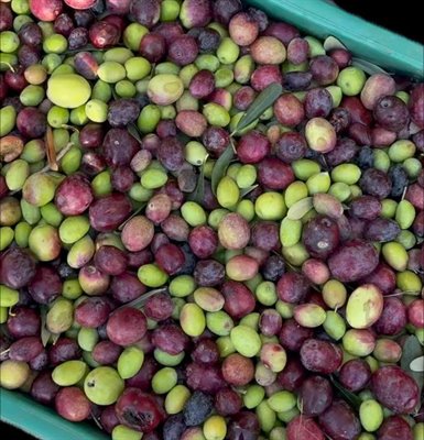 From the Grove to the Table: Our Extra Virgin Olive Oil